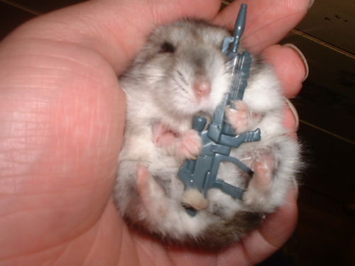 Freakishly Cute Animals Who Are Carefully Plotting Your Death