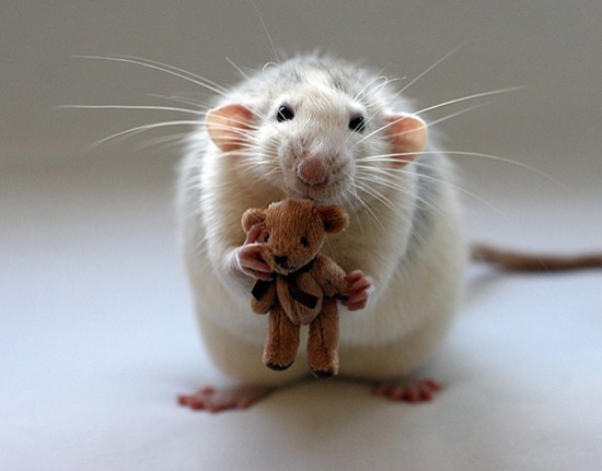 Freakishly Cute Animals Who Are Carefully Plotting Your Death