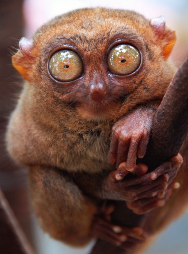 Freakishly Cute Animals Who Are Carefully Plotting Your Death