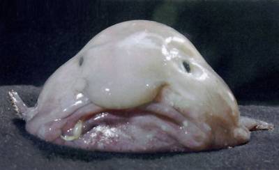 Freakishly Cute Animals Who Are Carefully Plotting Your Death