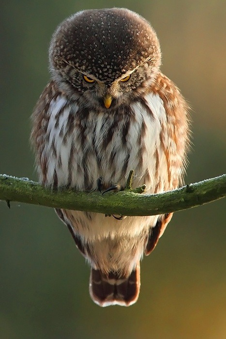 Freakishly Cute Animals Who Are Carefully Plotting Your Death
