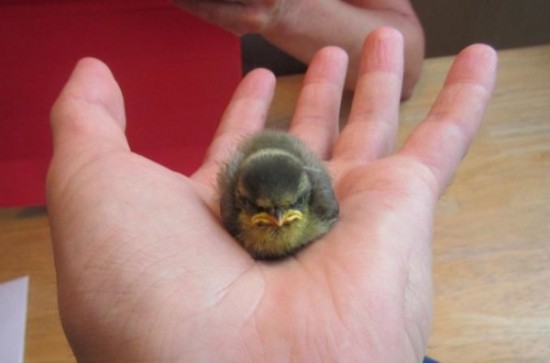Freakishly Cute Animals Who Are Carefully Plotting Your Death