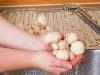 Busting the Most Common Kitchen Myths