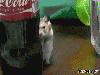 Freakishly Cute Animals Who Are Carefully Plotting Your Death