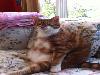 Freakishly Cute Animals Who Are Carefully Plotting Your Death