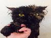 Freakishly Cute Animals Who Are Carefully Plotting Your Death
