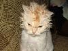 Freakishly Cute Animals Who Are Carefully Plotting Your Death