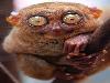 Freakishly Cute Animals Who Are Carefully Plotting Your Death