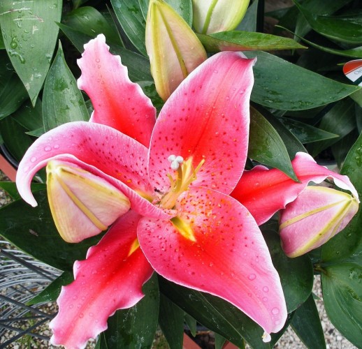 Different varieties of flowers images