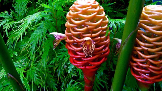 Different varieties of flowers images