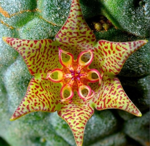 Different varieties of flowers images