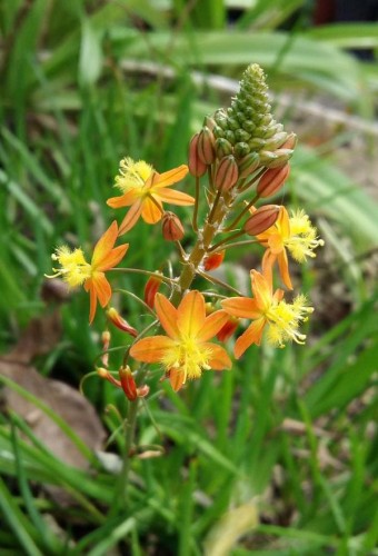 Different varieties of flowers images