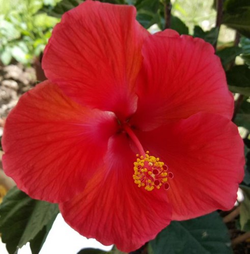 Different varieties of flowers images