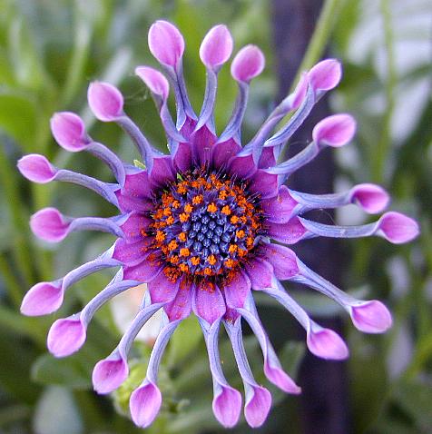 Different varieties of flowers images