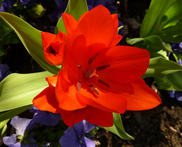 Different varieties of flowers images
