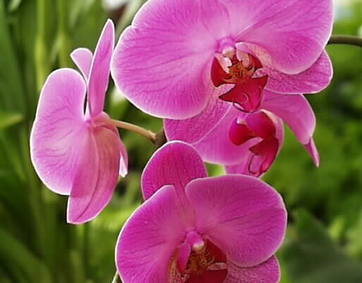 Different varieties of flowers images