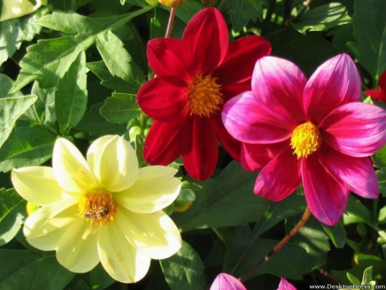 Different varieties of flowers images