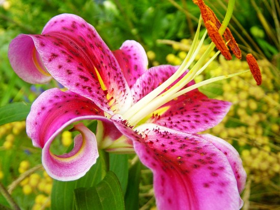 Different varieties of flowers images