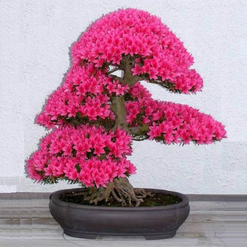 Japanese bonsai plants Japanese Bonsai Japanese bonsai tree