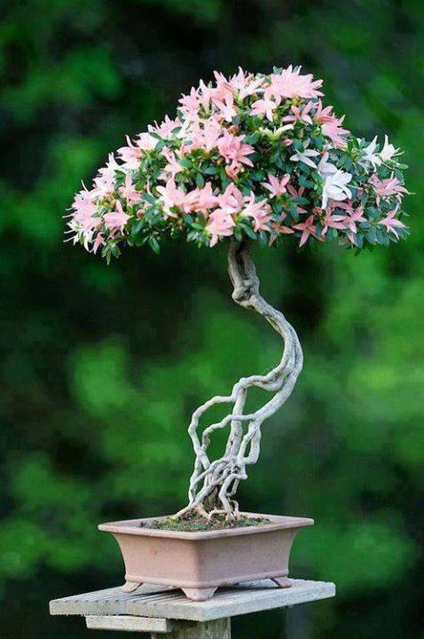 Japanese bonsai plants Japanese Bonsai Japanese bonsai tree
