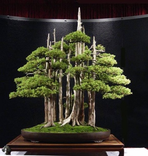Japanese bonsai plants Japanese Bonsai Japanese bonsai tree