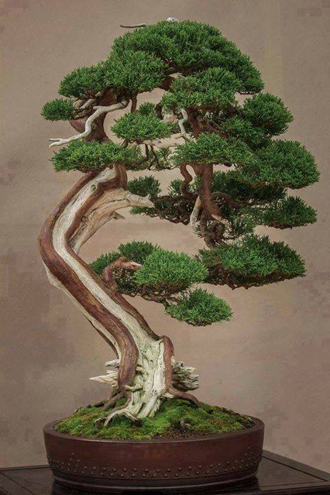 Japanese bonsai plants Japanese Bonsai Japanese bonsai tree