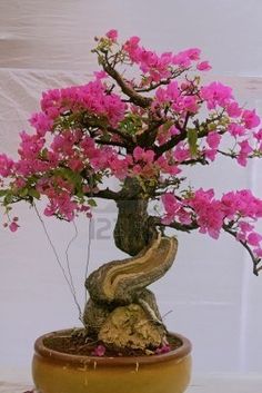 Japanese bonsai plants Japanese Bonsai Japanese bonsai tree