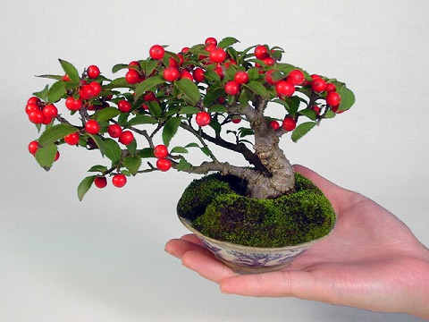 Japanese bonsai plants Japanese Bonsai Japanese bonsai tree