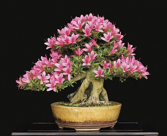 Japanese bonsai plants Japanese Bonsai Japanese bonsai tree
