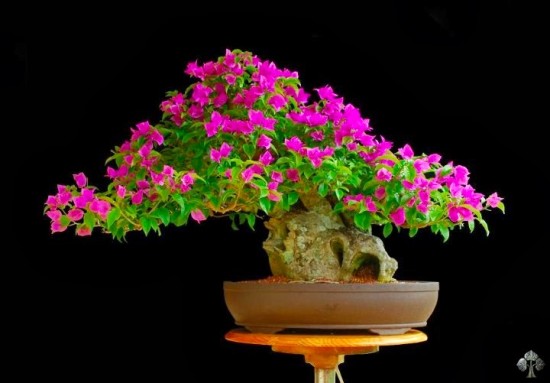 Japanese bonsai plants Japanese Bonsai Japanese bonsai tree