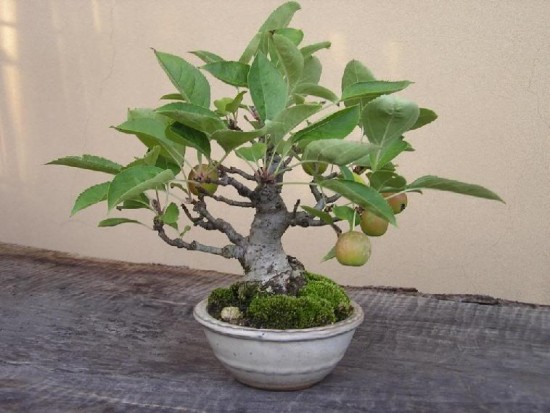 Japanese bonsai plants Japanese Bonsai Japanese bonsai tree