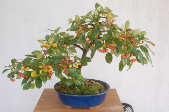 Japanese bonsai plants Japanese Bonsai Japanese bonsai tree