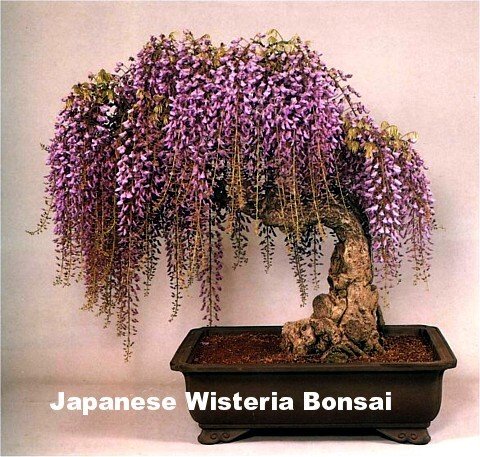 Japanese bonsai plants Japanese Bonsai Japanese bonsai tree