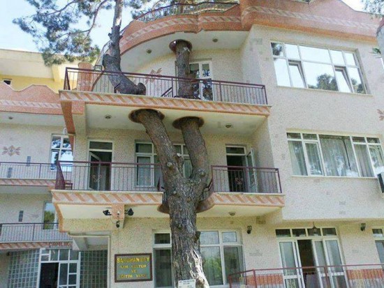 Save Trees Trees in the middle of the house 