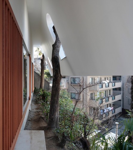 Save Trees Trees in the middle of the house 