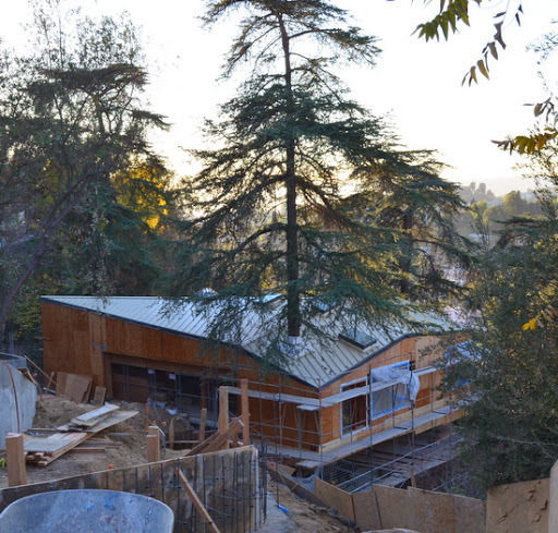 Save Trees Trees in the middle of the house 