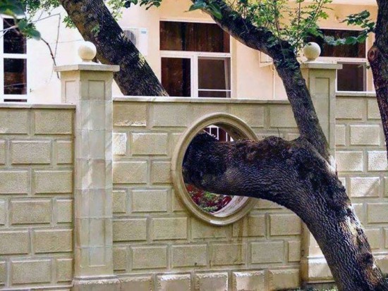 Save Trees Trees in the middle of the house 