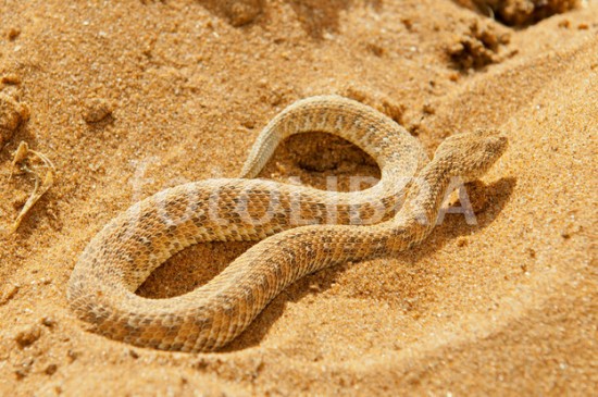 Snakes having two heads Different types of snakes Dangerous snakes