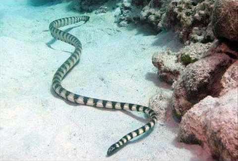 Snakes having two heads Different types of snakes Dangerous snakes