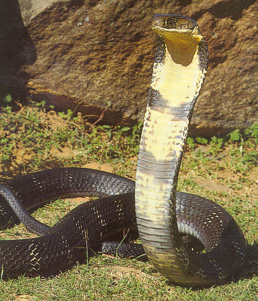 Snakes having two heads Different types of snakes Dangerous snakes