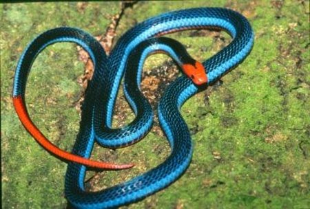 Snakes having two heads Different types of snakes Dangerous snakes