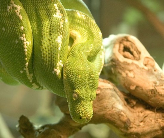 Snakes having two heads Different types of snakes Dangerous snakes