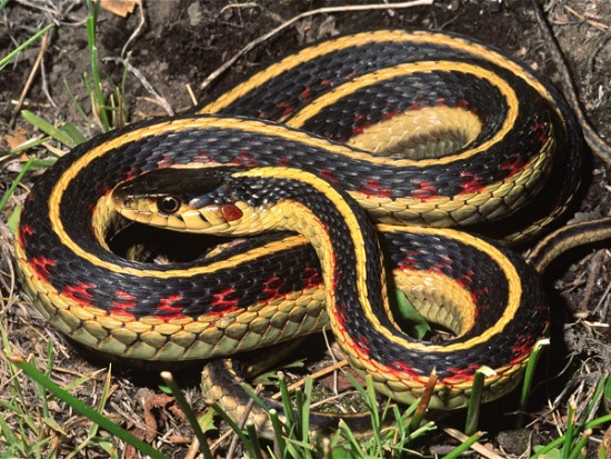 Snakes having two heads Different types of snakes Dangerous snakes