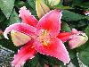 Different varieties of flowers images