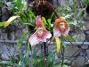 Different varieties of flowers images