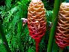 Different varieties of flowers images