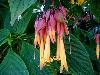 Different varieties of flowers images