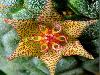 Different varieties of flowers images