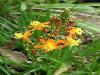 Different varieties of flowers images