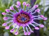 Different varieties of flowers images